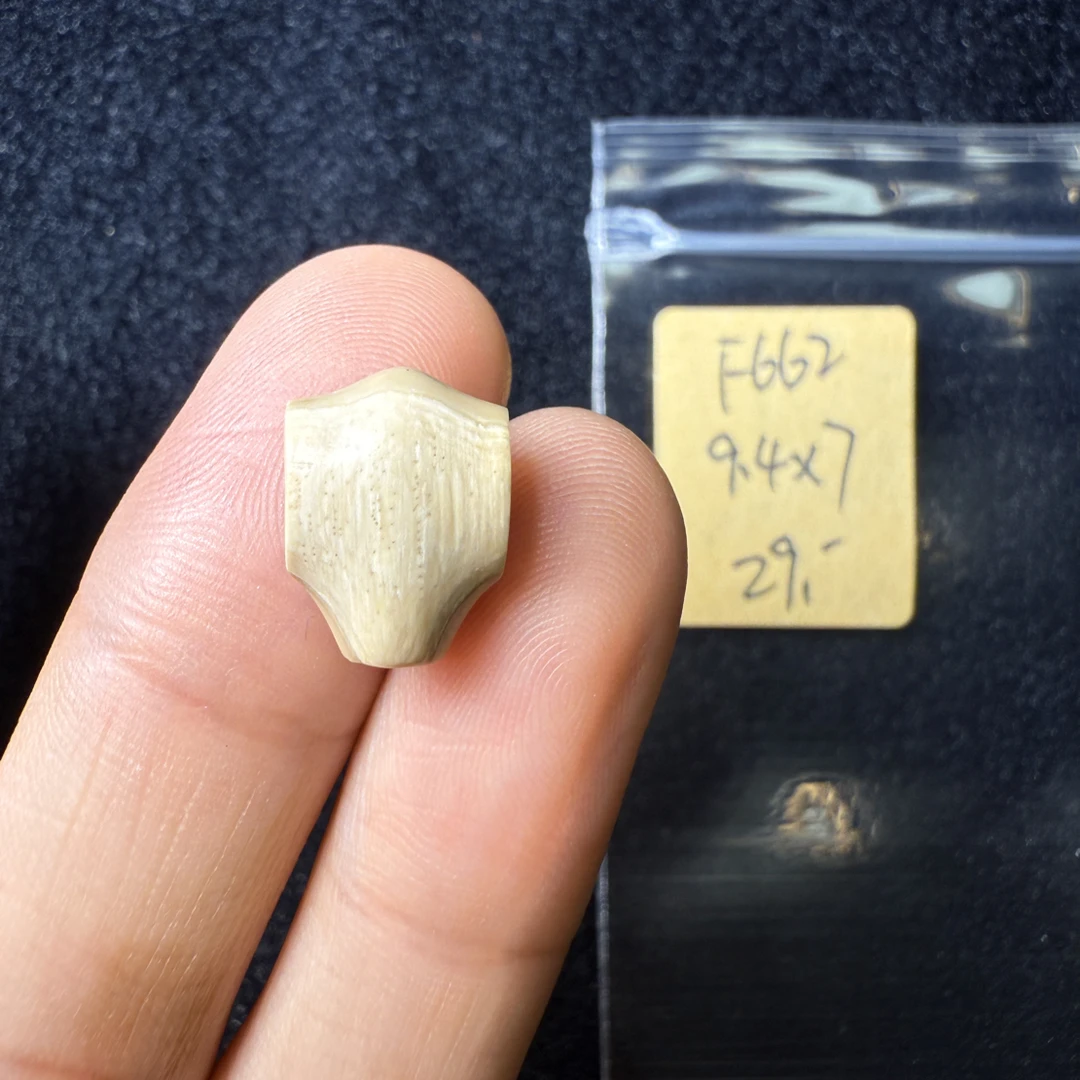 F662猛犸象牙鲨鱼背三通尺寸9.2*7mm果冻料