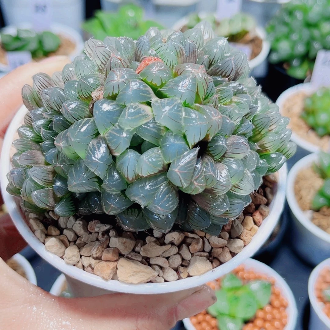 母本蓝镜群多肉植物