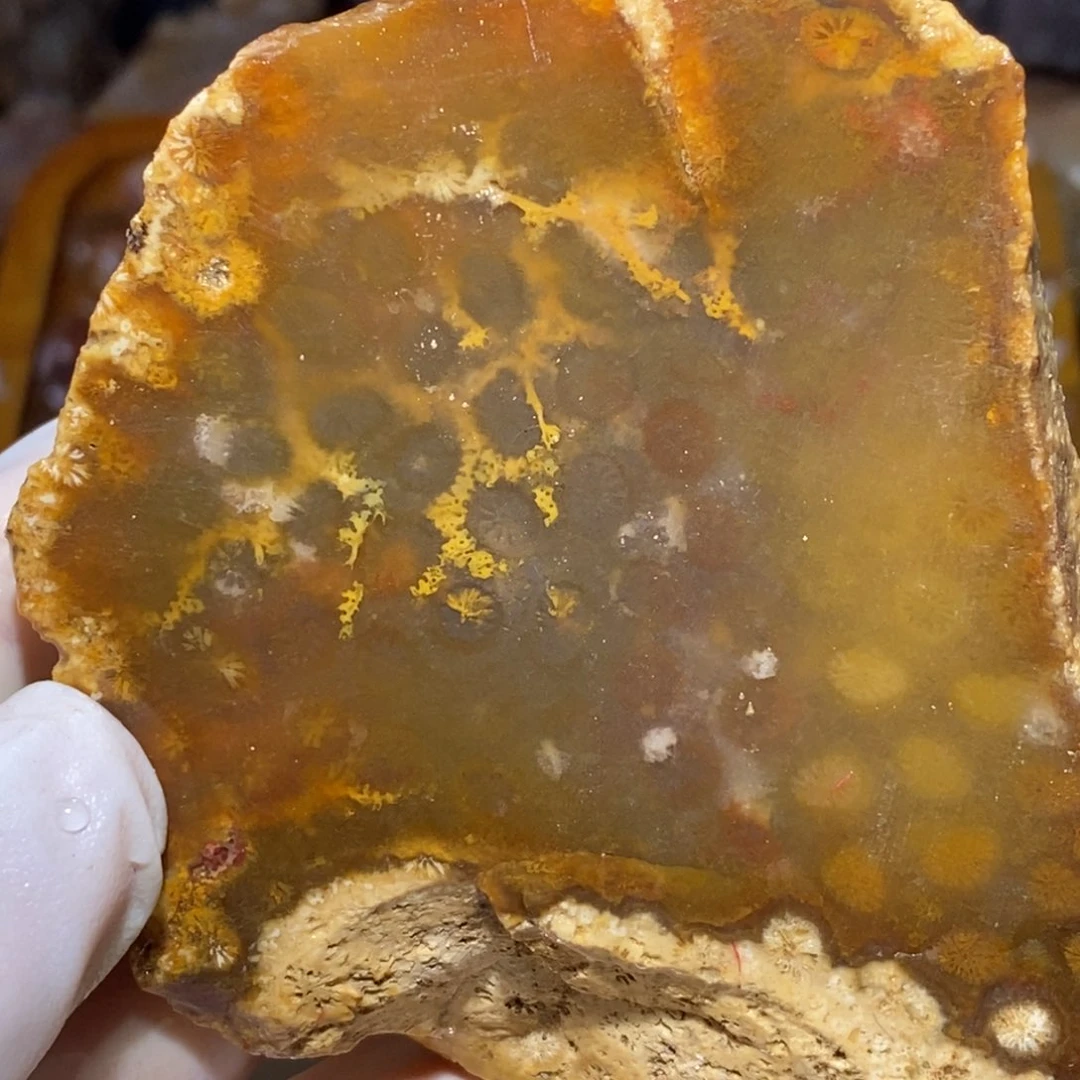 【闪购商品】硅化玉颈饰未镶嵌