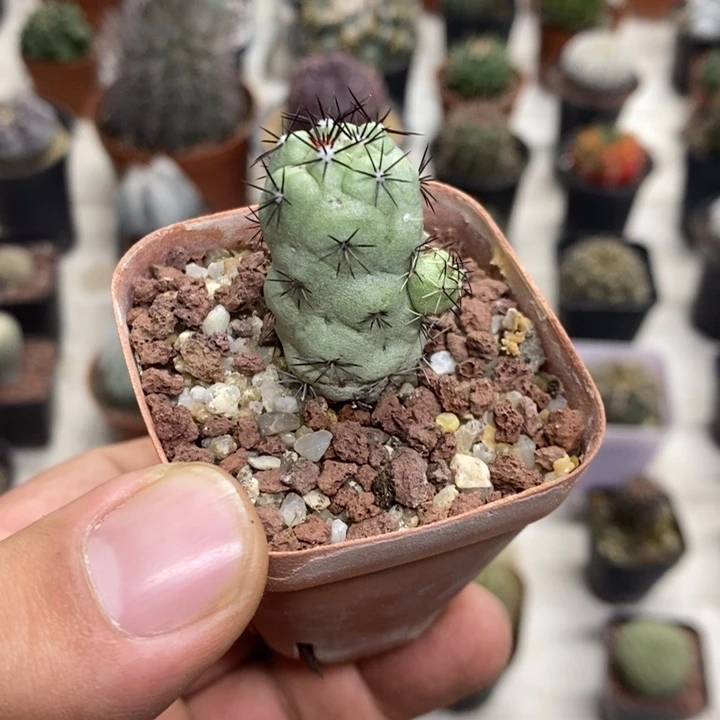 黑刺帝王丸特价福利