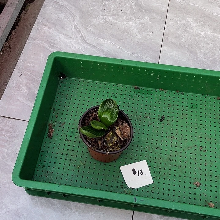 完全开放宽短圆吗