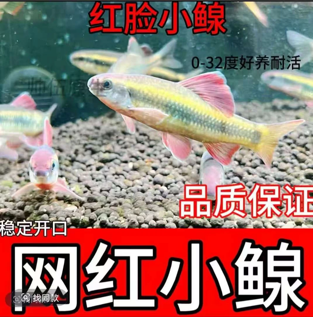 小鳈鱼荷叶鱼 工具除藻 新手易养 溪流鱼群游鱼 开口饲料