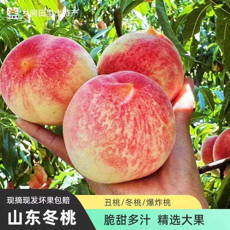 沂蒙山大冬桃脆甜多汁秋冬新鲜现摘毛桃冬桃