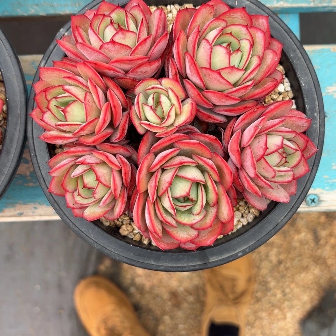 苏***苏牡丹亭多肉植物发货