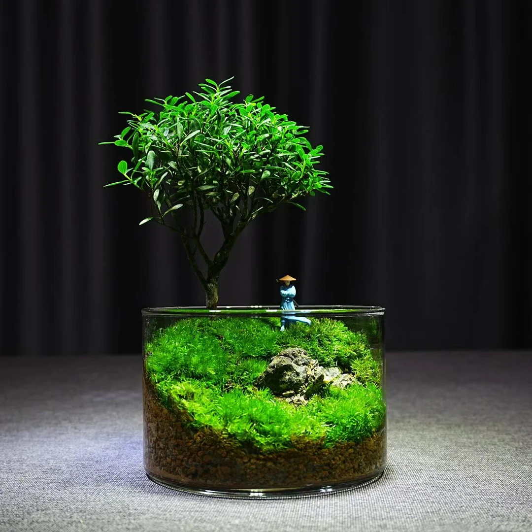 青苔壹品【幸运树】小叶赤楠绿植造景创意桌面苔藓微景观成品带摆件