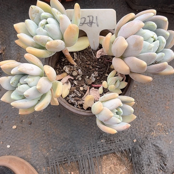 晨语多肉，一物一拍胖美人221