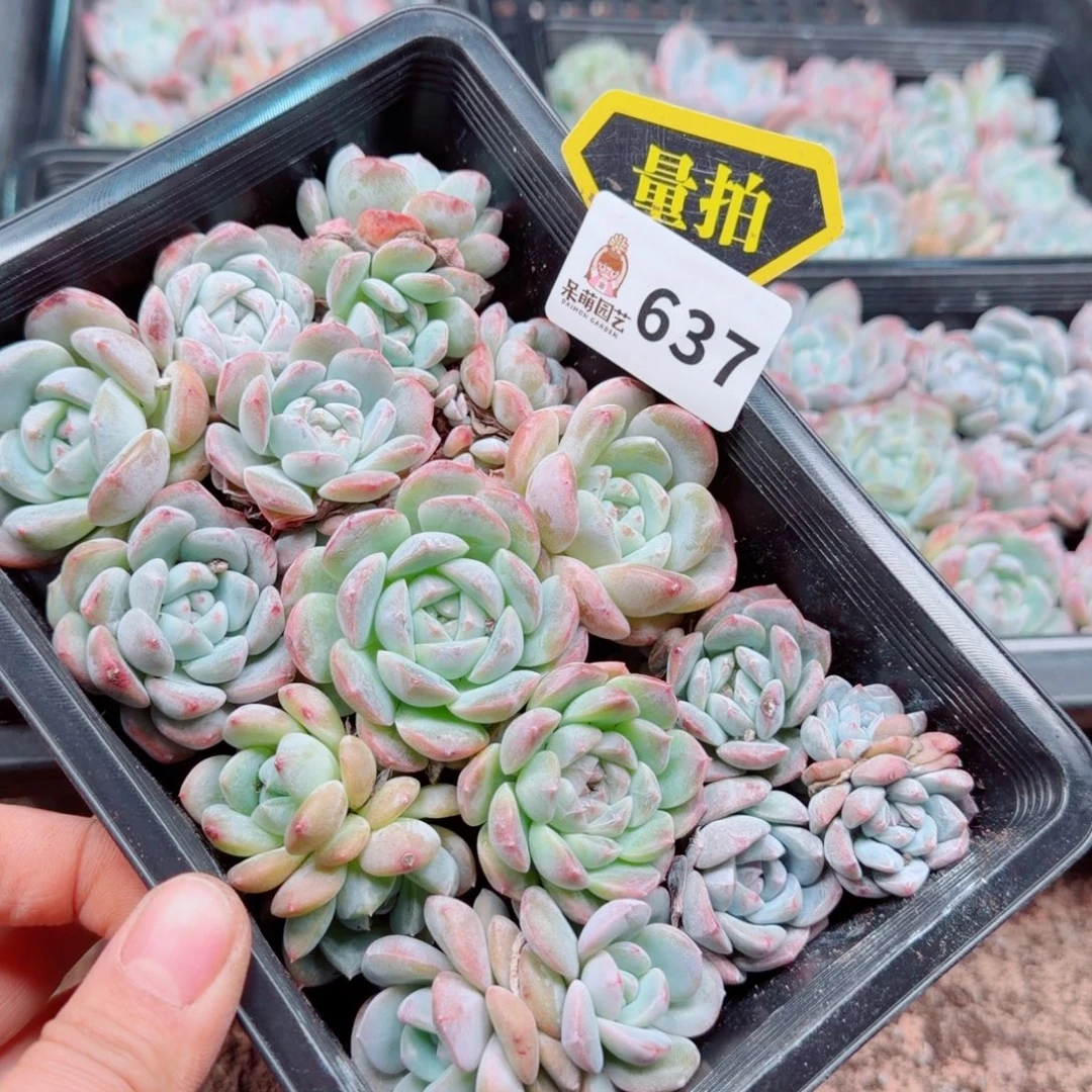 多肉植物多肉植物