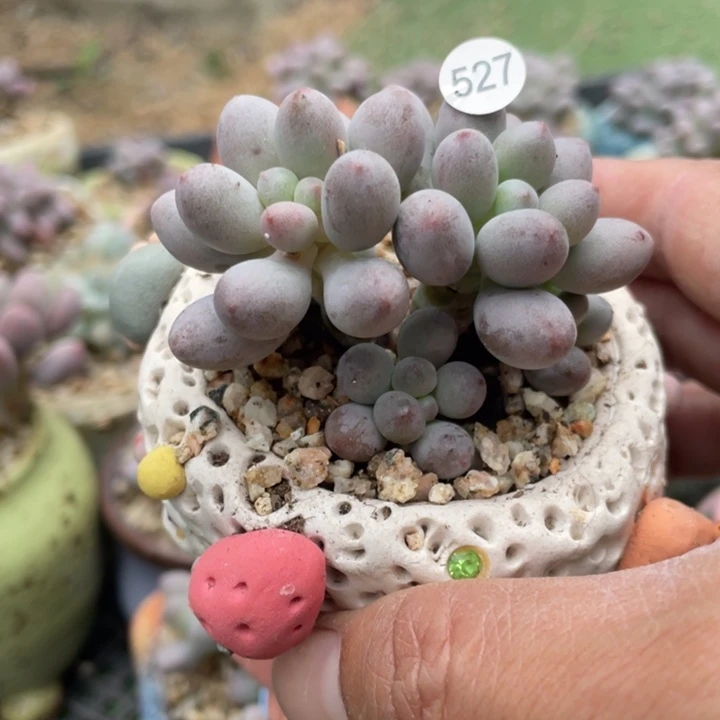 仙子奶酪多肉植物