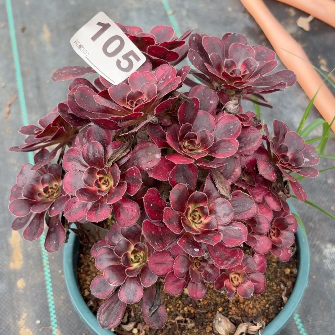 105香奈儿多肉植物发货