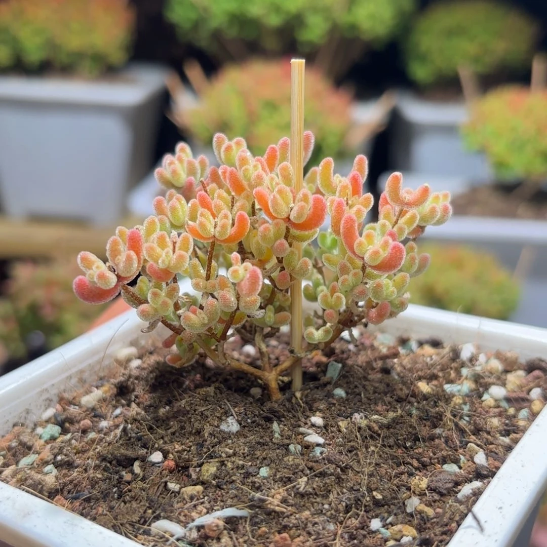 椿*见枝干番杏奶油冰D298