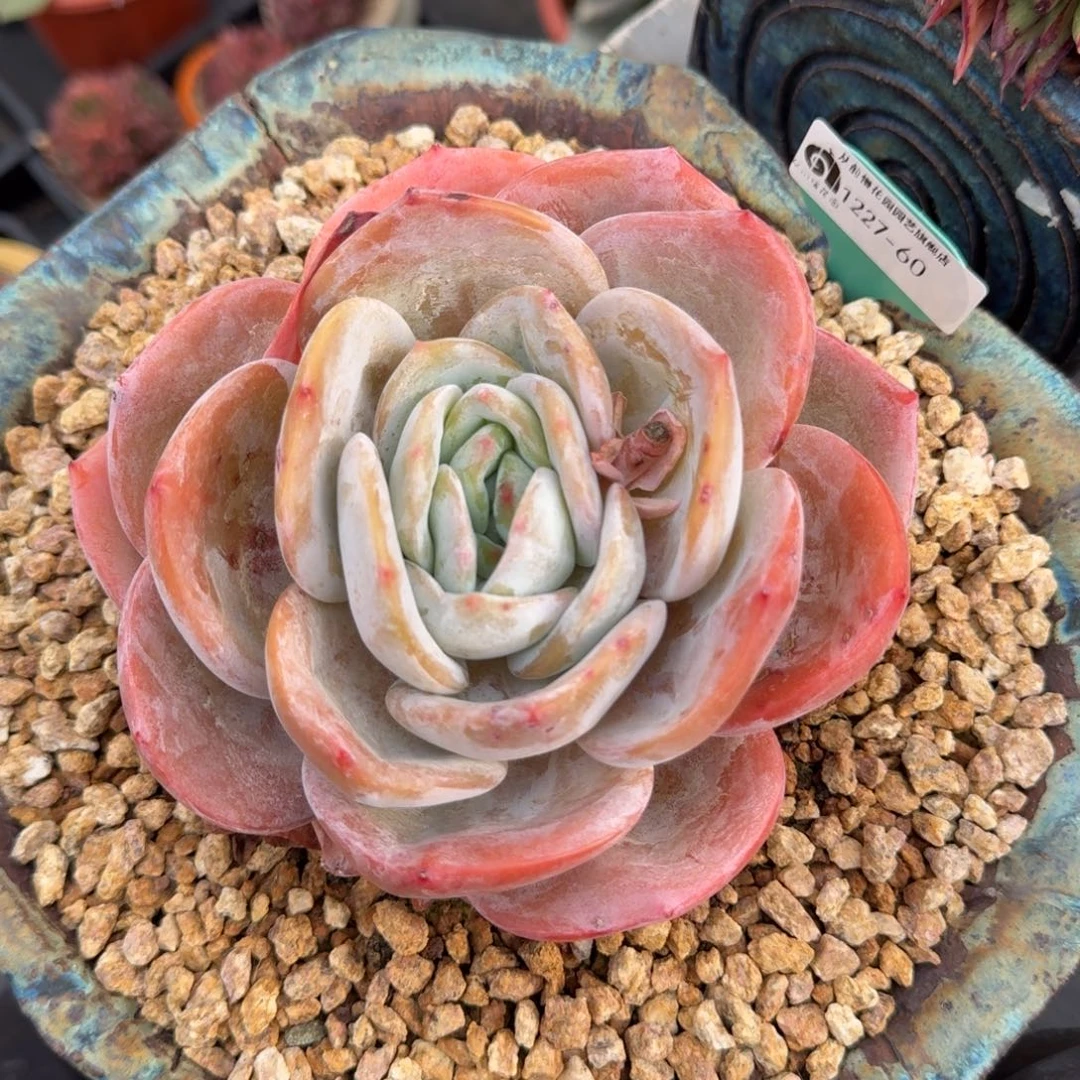 从前慢多肉精选编号1227.60