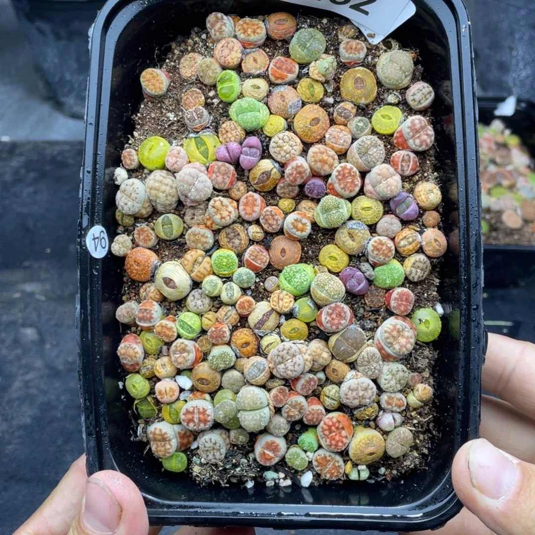 柒**斓000000000000000000462