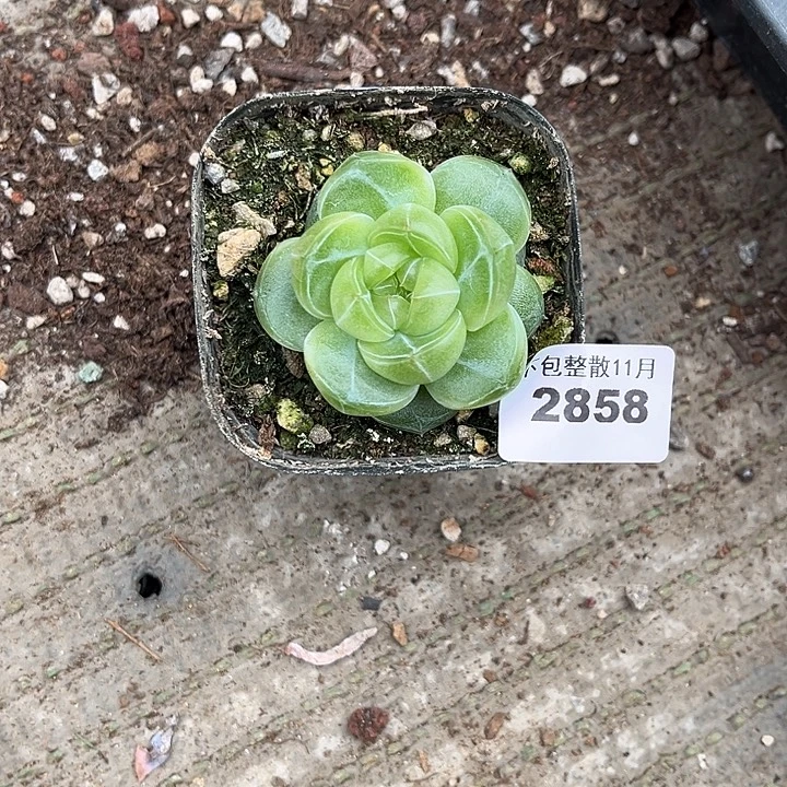 阿雅园艺。        2858