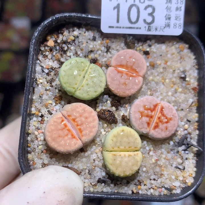 精品生石花118.103