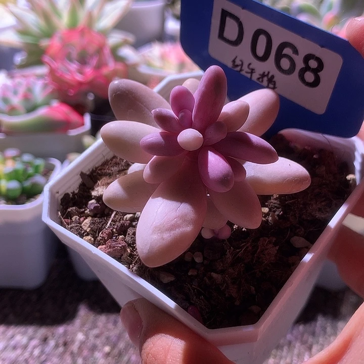 红手指覆轮锦有根