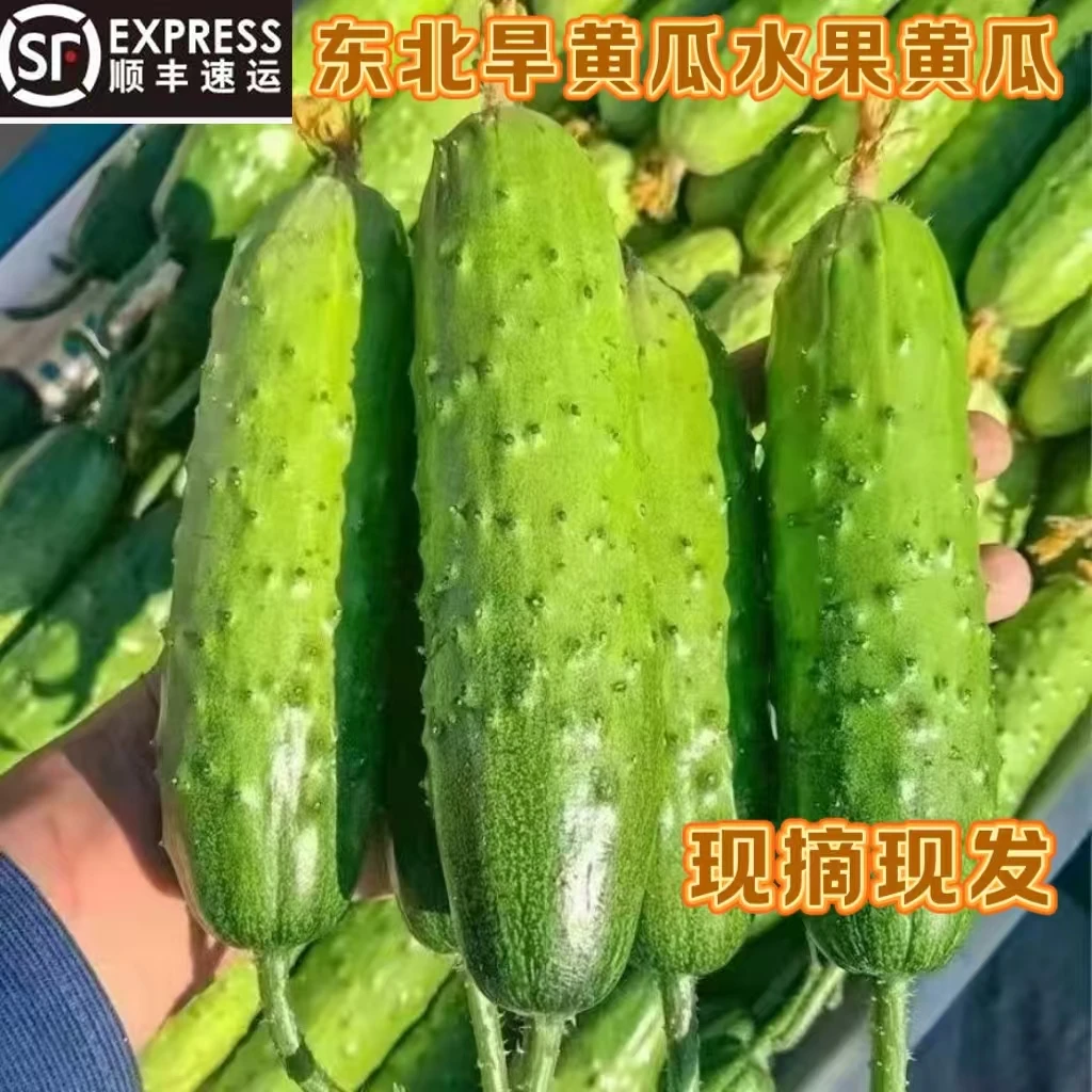 辽宁丹东自家旱黄瓜东北水果黄瓜