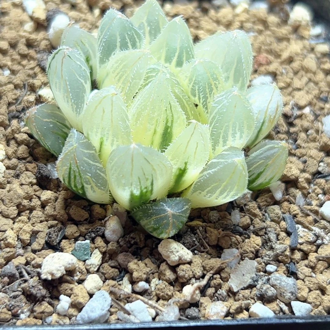 糊斑毛玉露锦十二卷多肉