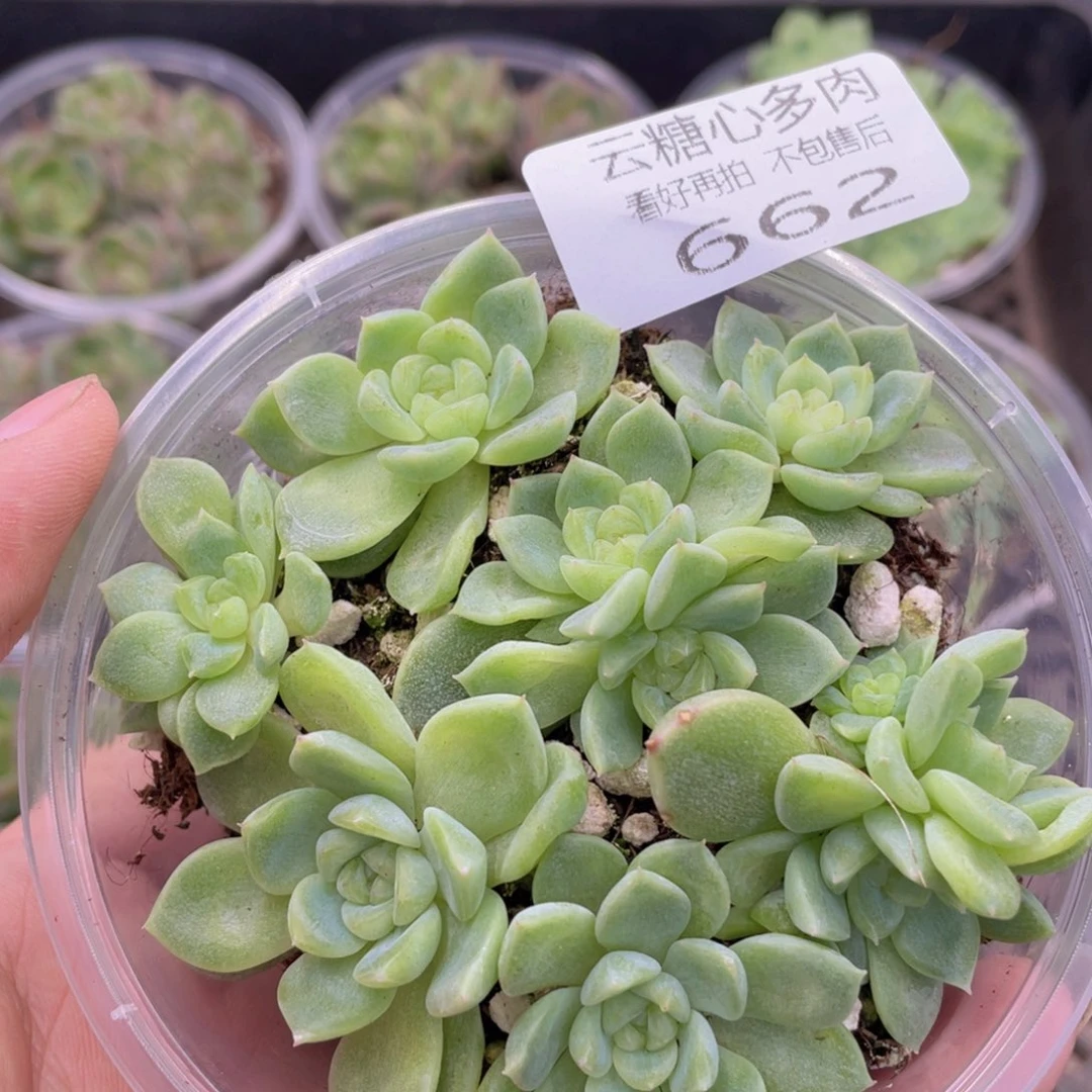 云糖心多肉植物662