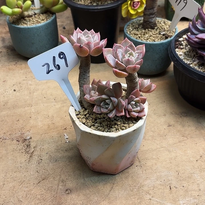 多肉植物，红粉佳人269号