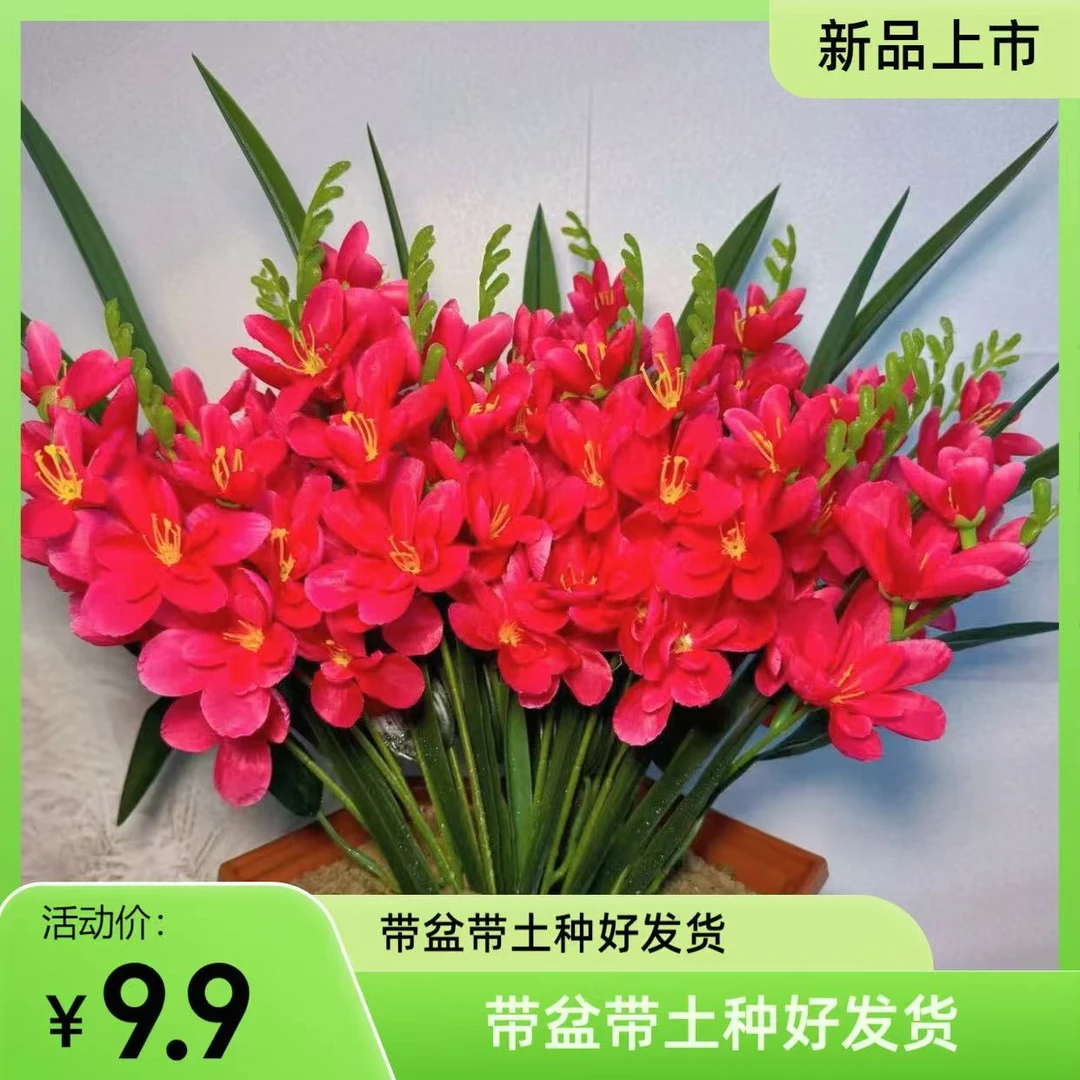 【带盆带土种好发货】晚香玉四季好养易成活爆盆驱蚊驱虫开花多芽点