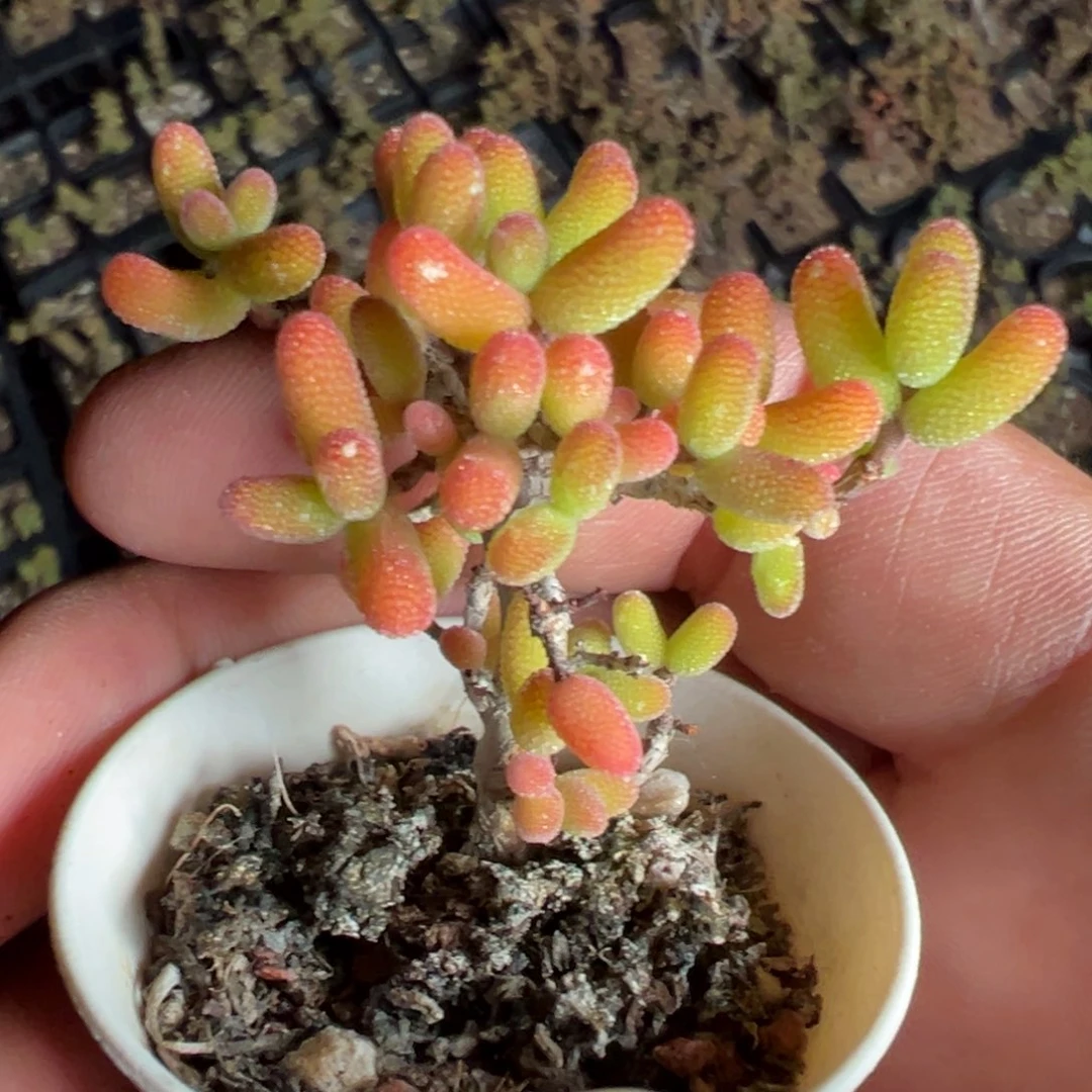 矮的骚粉糖球50杯老桩福利