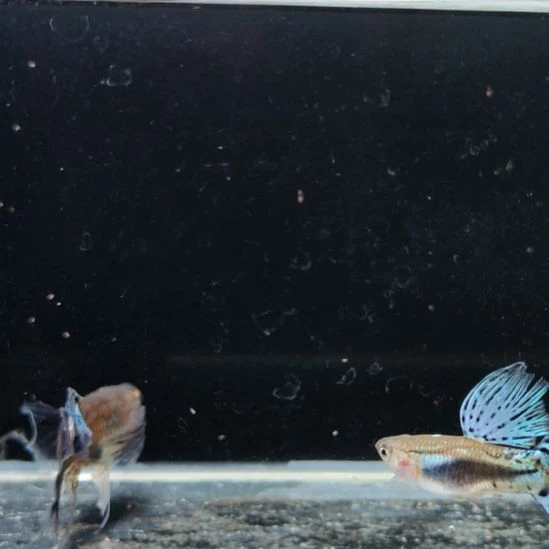 宇***孔雀鱼兰草大c一对