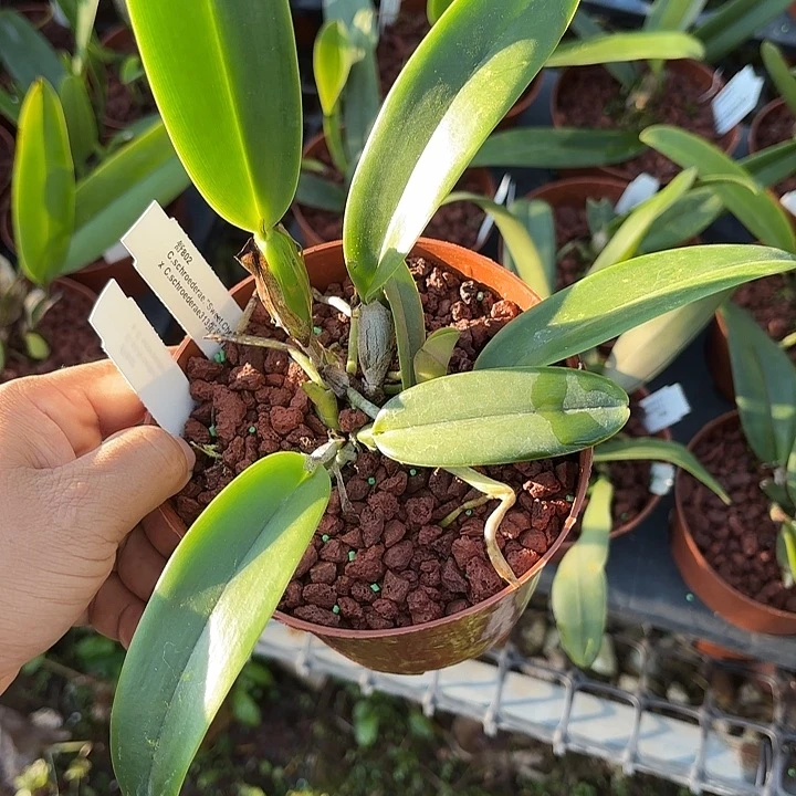 完全开放舒罗802卡特兰