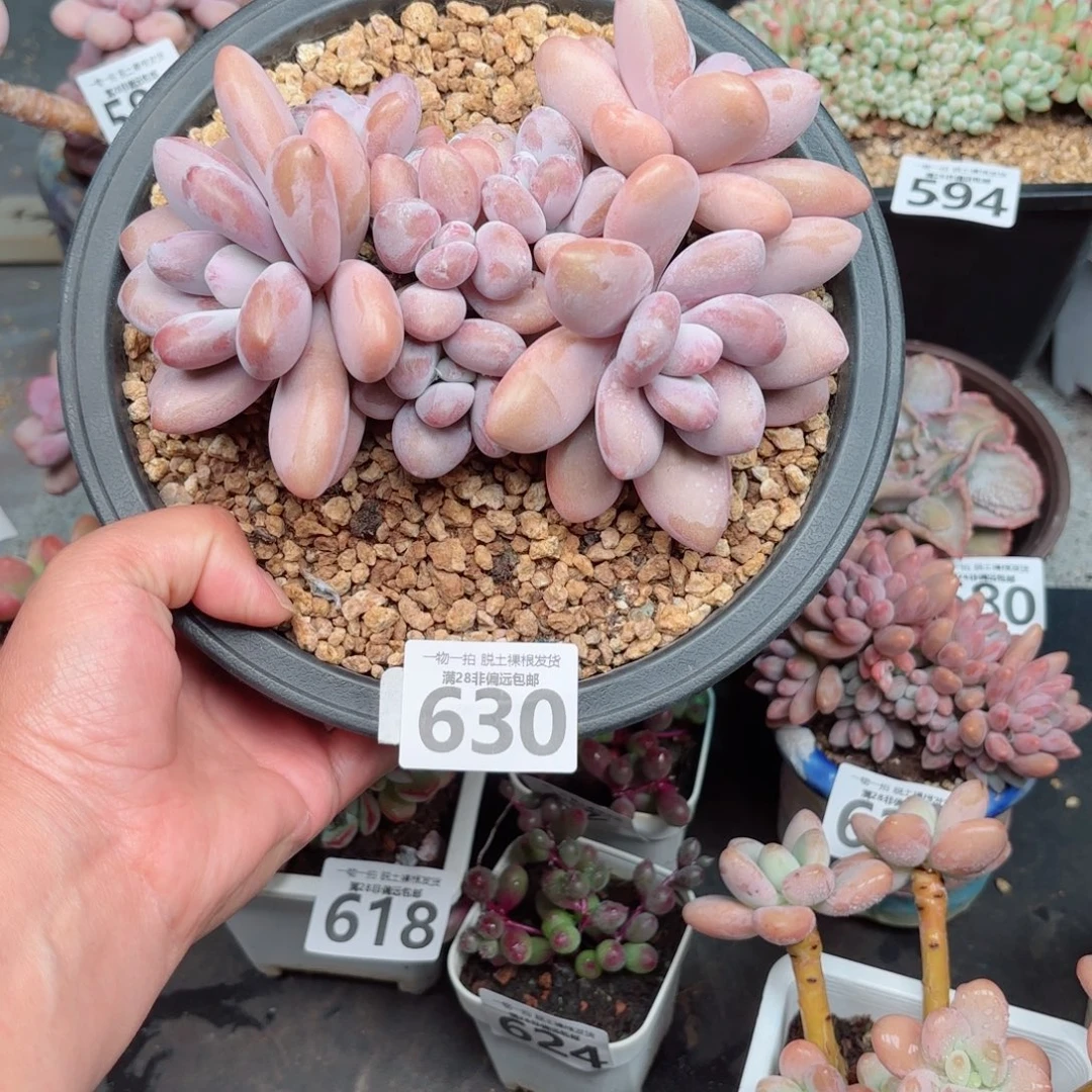 粉兔缀多肉多肉多