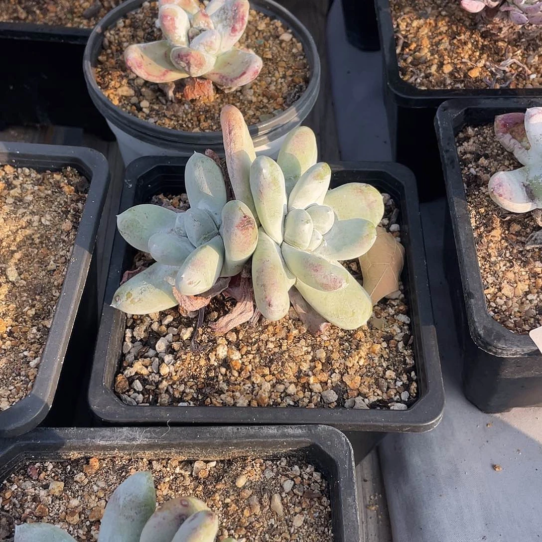 晨溪园艺仙女杯呀