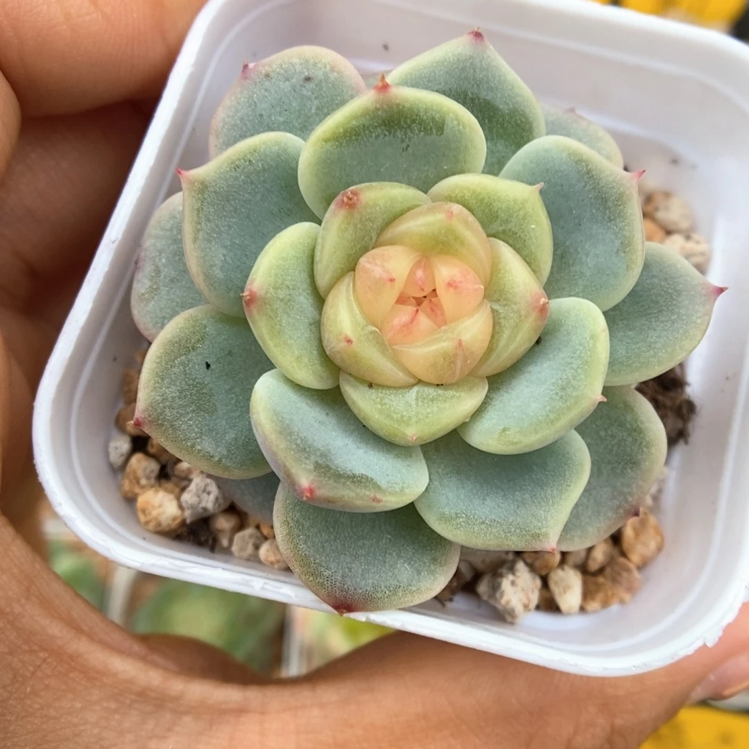荔枝甜心可拍232号。