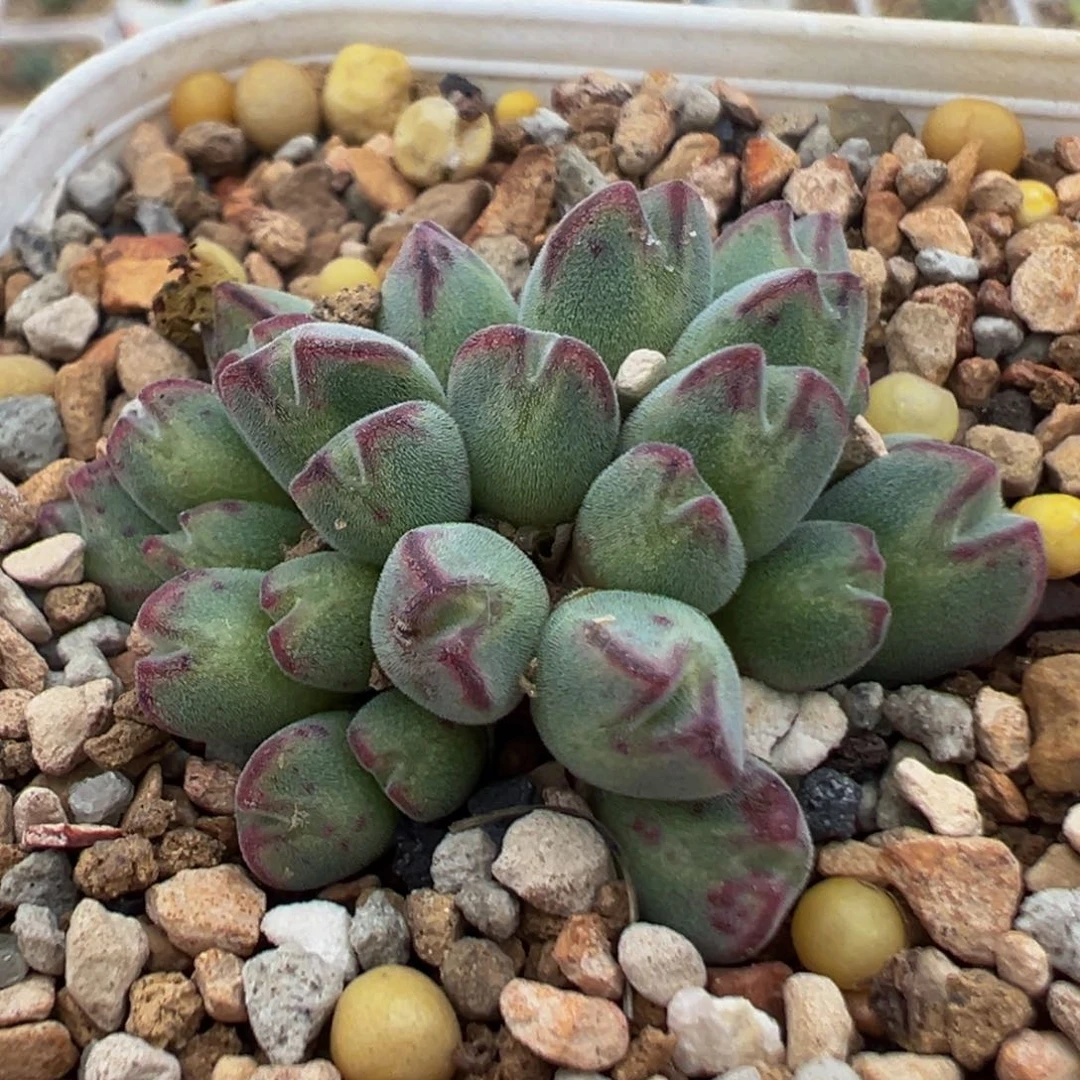 32多肉植物百科丹尼尔猪蹄