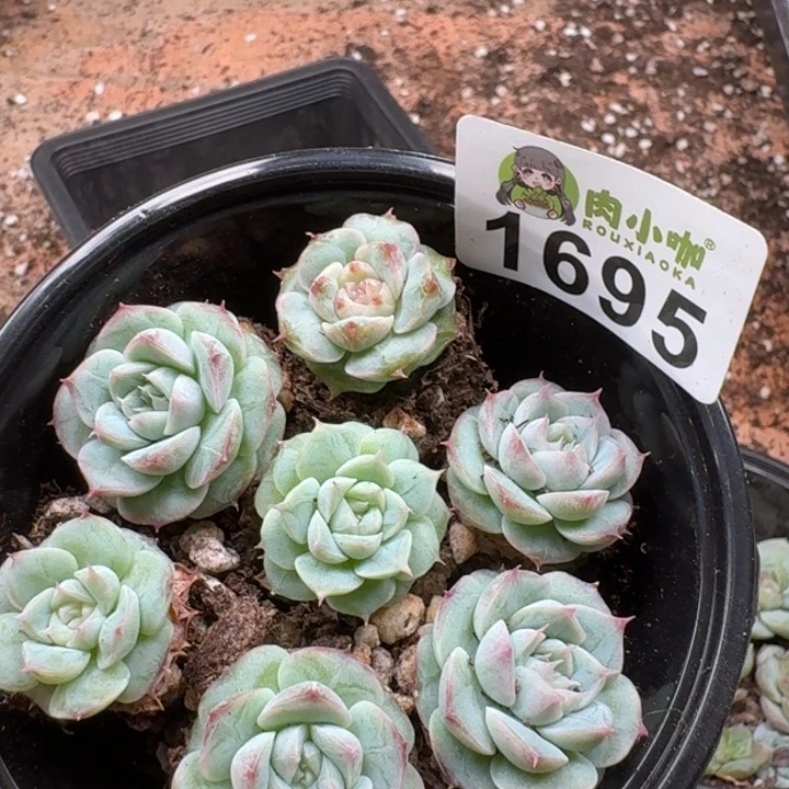 诗***）多肉植物多肉植物