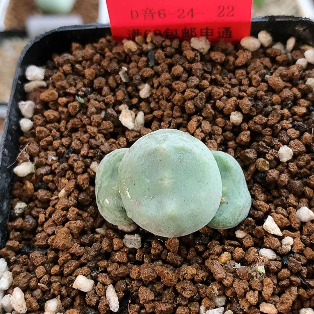 【闪购商品】6-24-22 毛饼杂绿豆糕一群