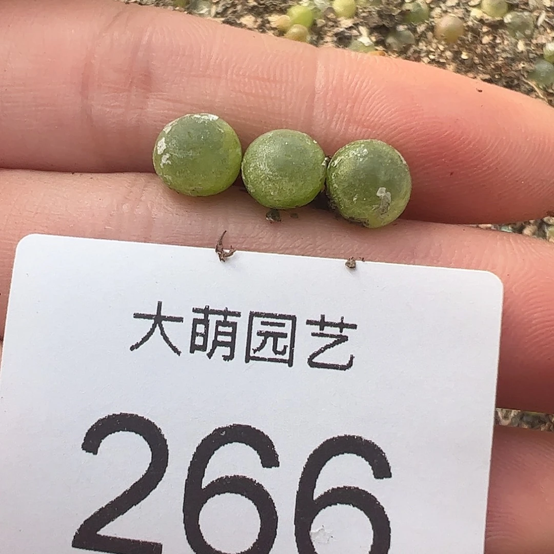 0000266量拍日系红皮拉登1颗尺寸0.7上下