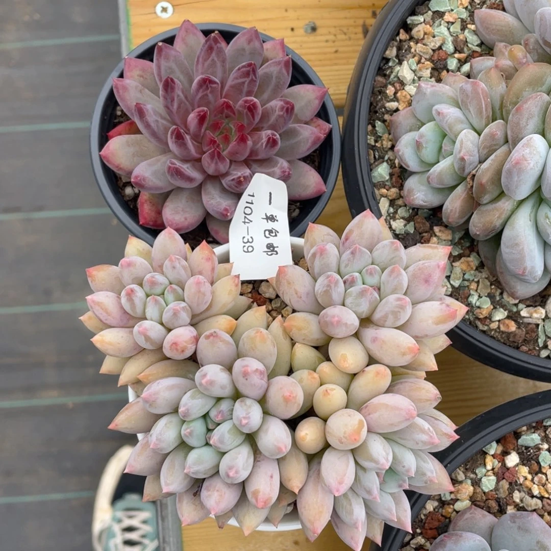 网*1104-39-打包两颗。。。。。，