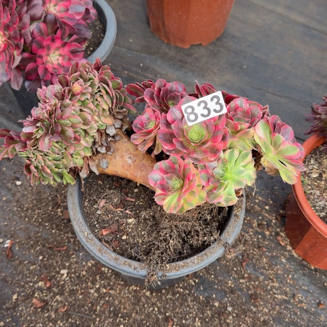 *****833多肉植物轮回缀