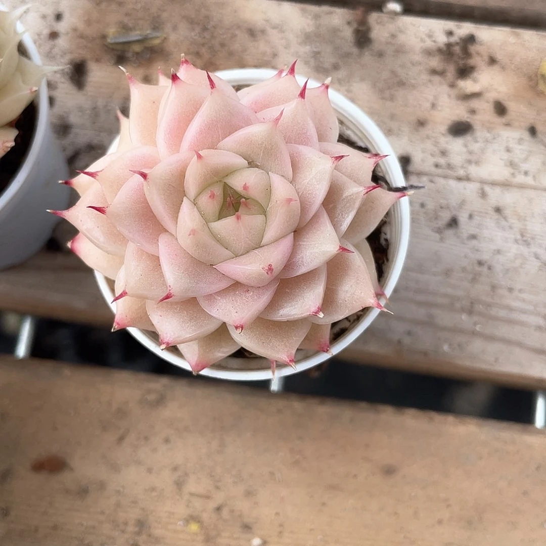 金***?优选麦秆福利8203