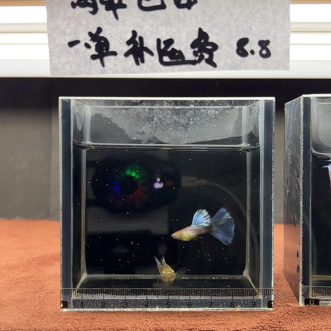 孔雀鱼拉珠莉紫尾一对