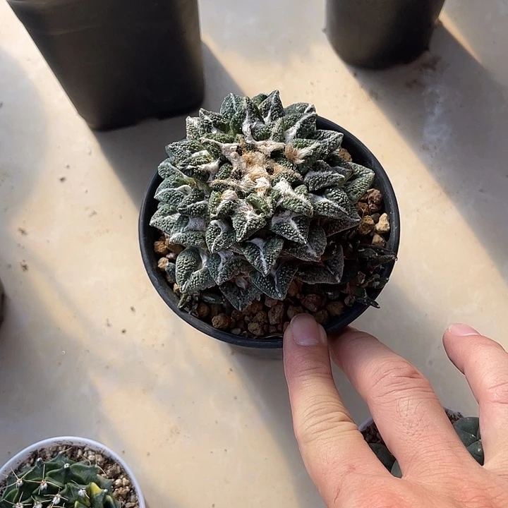无花朵黑牡丹一物一拍下单包邮嫁接仙人球