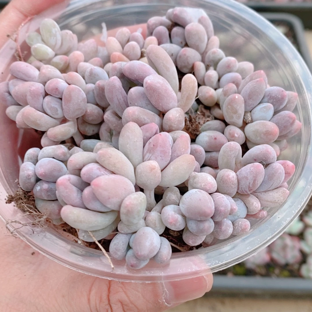 多肉植物精品切糕B491