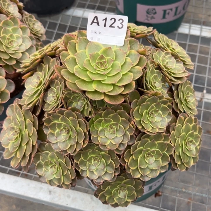 123半夏25厘米左右