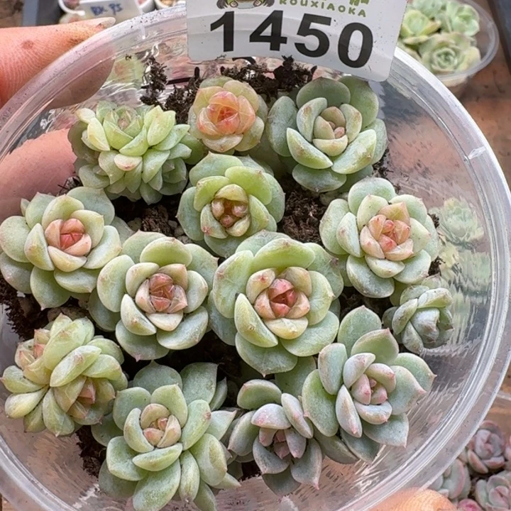 多肉植物多肉植物