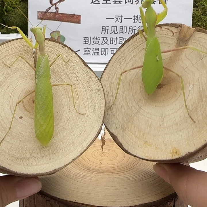 蟋蟀非洲宽腹成体公母一对 单虫