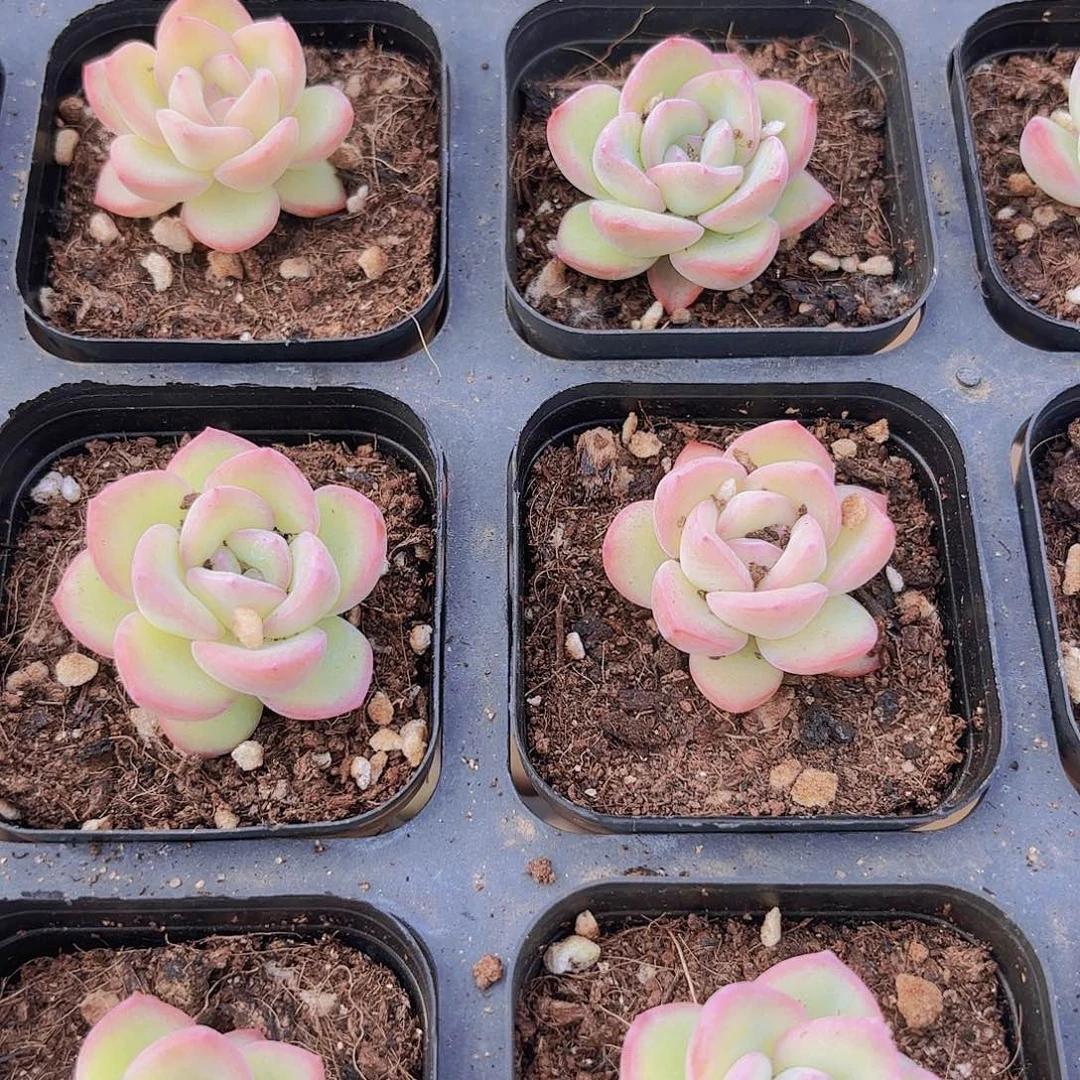 精品泡芙多肉植物