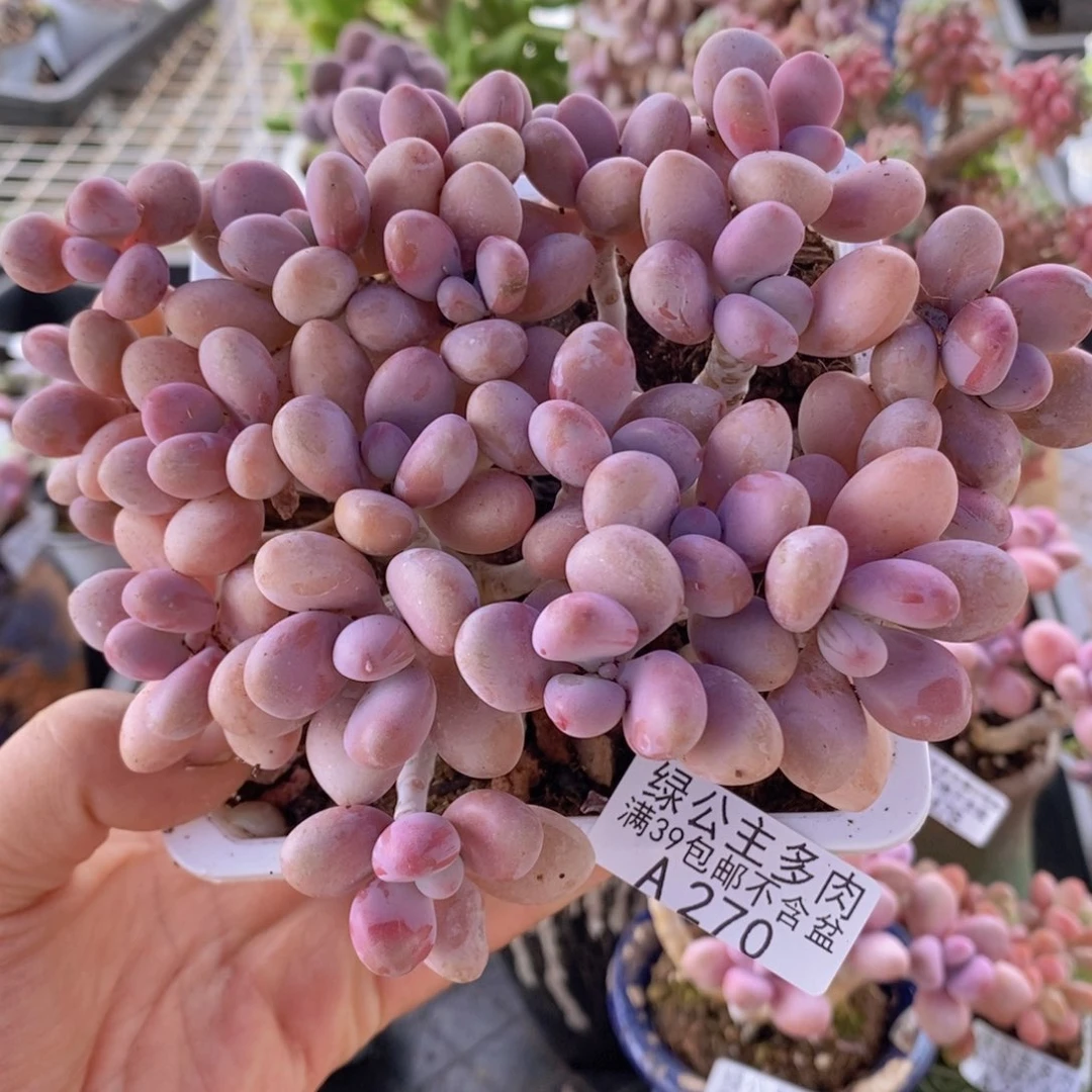 糖果桃蛋老桩有掉叶14cm270多肉酱