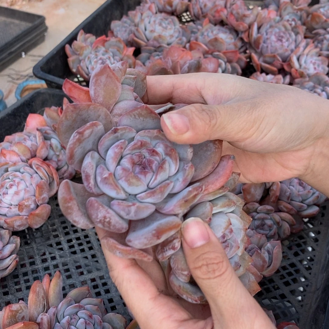 7-20紫皮石榴籽星影三头随机发