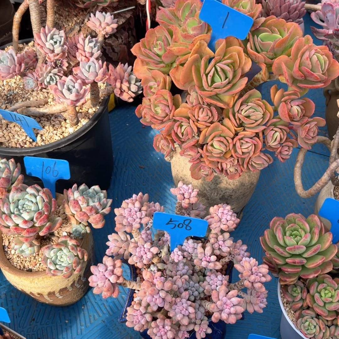 欣**光001火焰芒果多肉