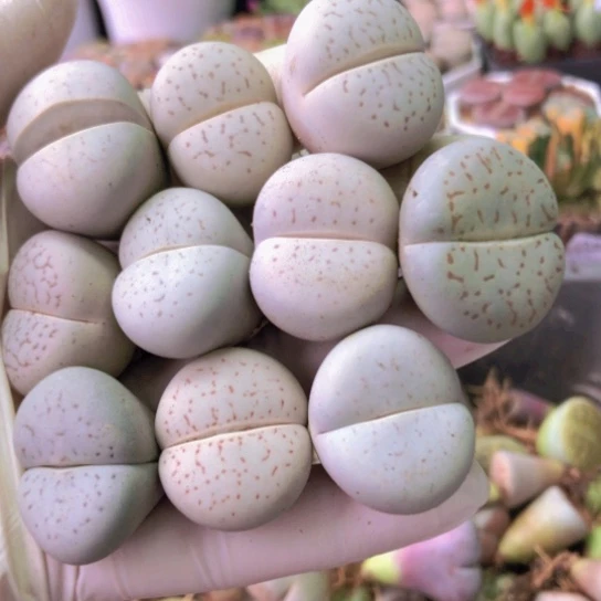 2776，2.5厘米左右个别老皮微瑕