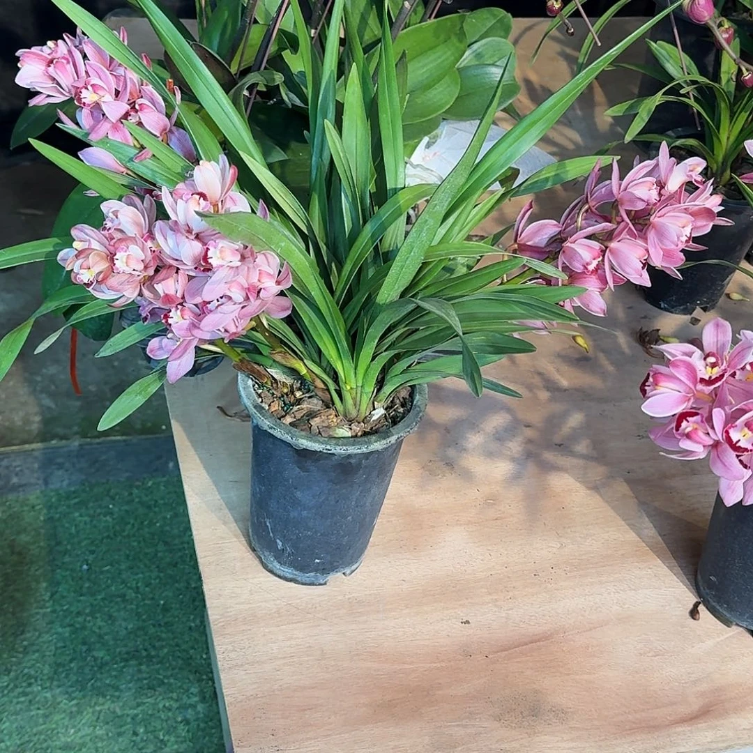 完全开放阿诗玛兰花