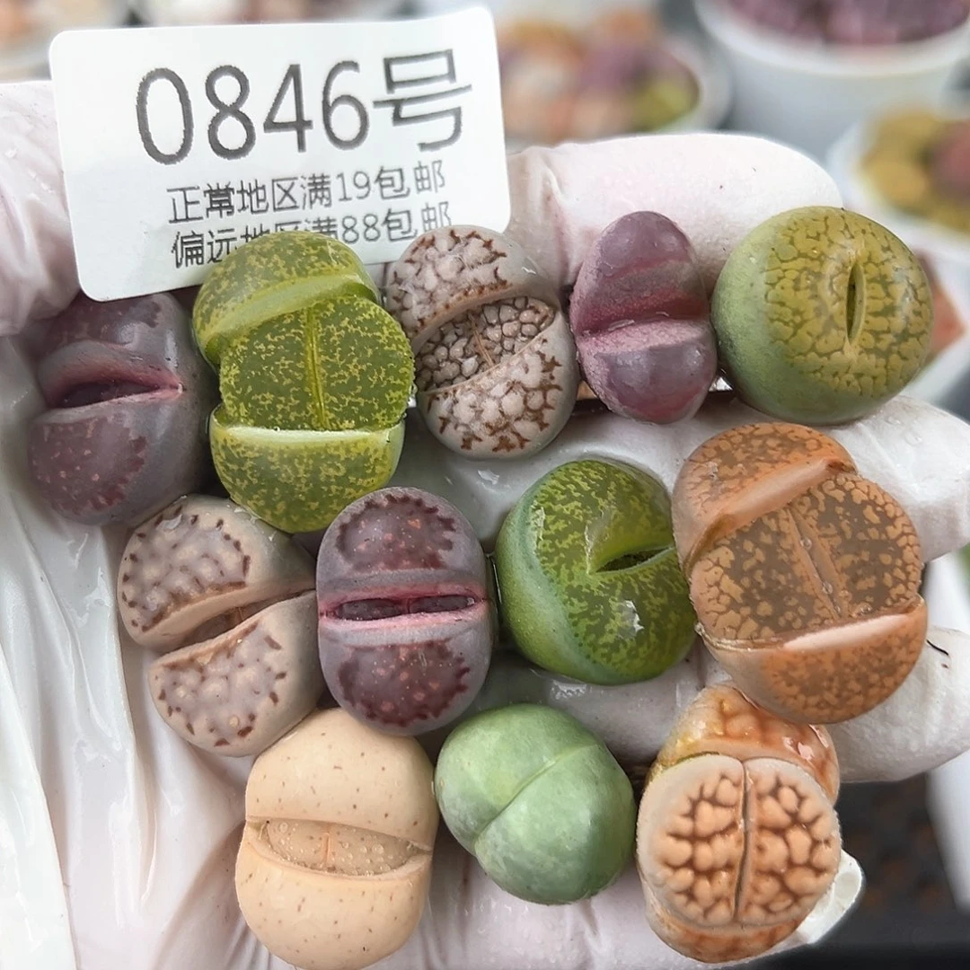 好养易活生石花大母本0846